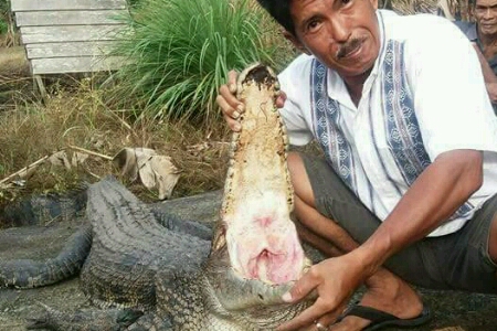 Heboh, Seekor Buaya Naik ke Pemukiman Warga Penyagun, Meranti